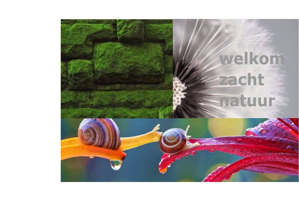 Interieurplan De Skulp